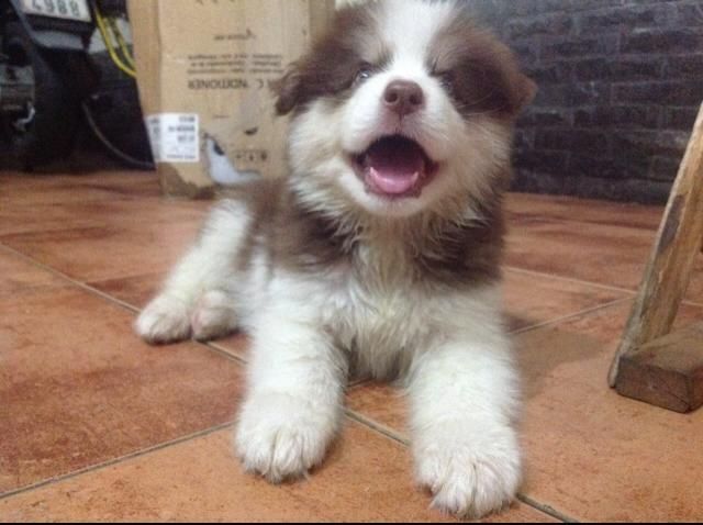 [HCM] Alaskan nâu đỏ xinh xắn đáng iu ^^ - 4