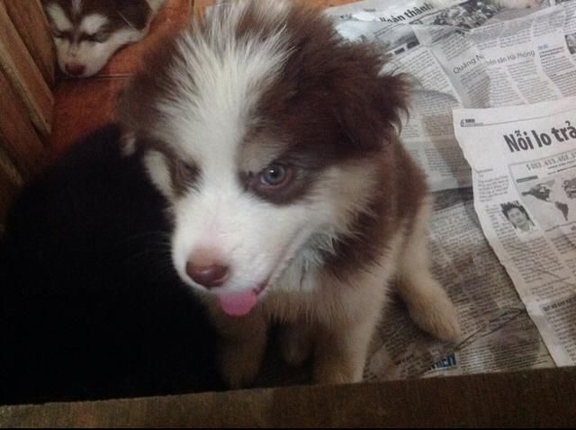 [HCM] Alaskan nâu đỏ xinh xắn đáng iu ^^