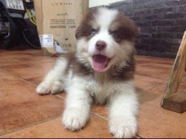 [HCM] Alaskan nâu đỏ xinh xắn đáng iu ^^ - 3