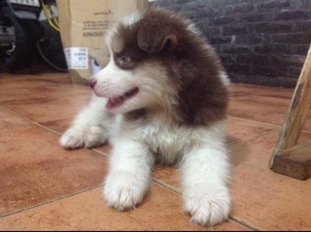 [HCM] Alaskan nâu đỏ xinh xắn đáng iu ^^ - 2