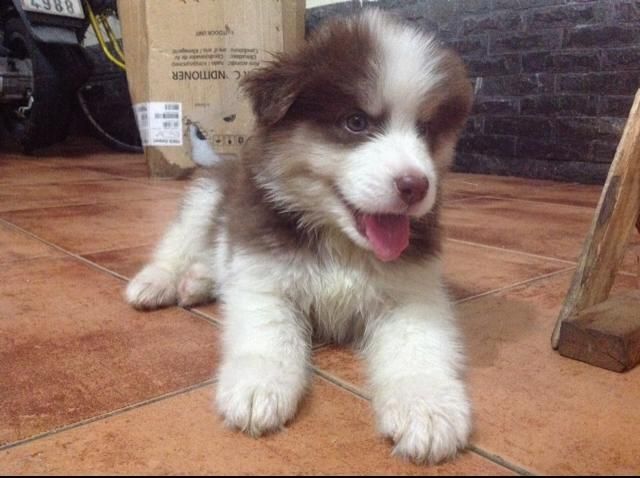 [HCM] Alaskan nâu đỏ xinh xắn đáng iu ^^ - 1
