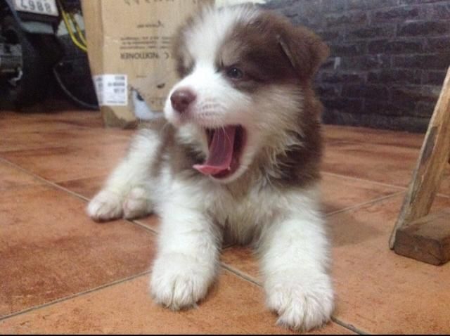 [HCM] Alaskan nâu đỏ xinh xắn đáng iu ^^ - 5