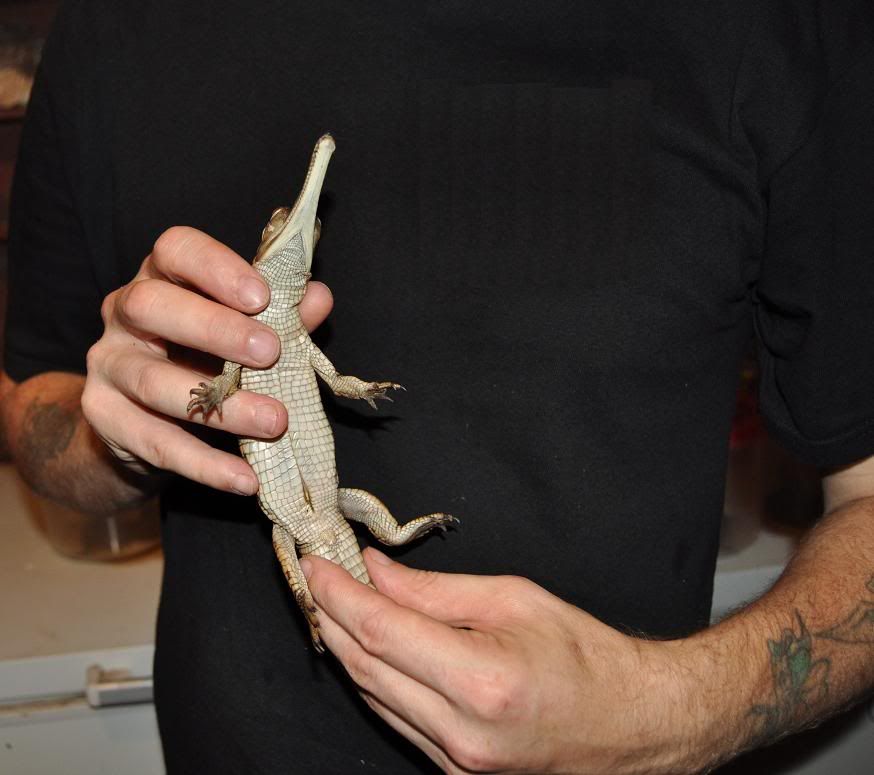 Baby Gharial