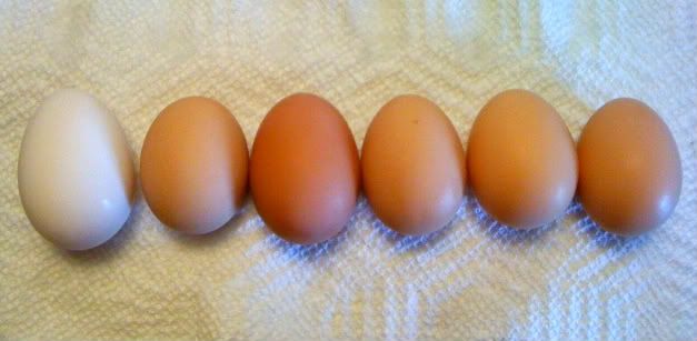 eggs1.jpg