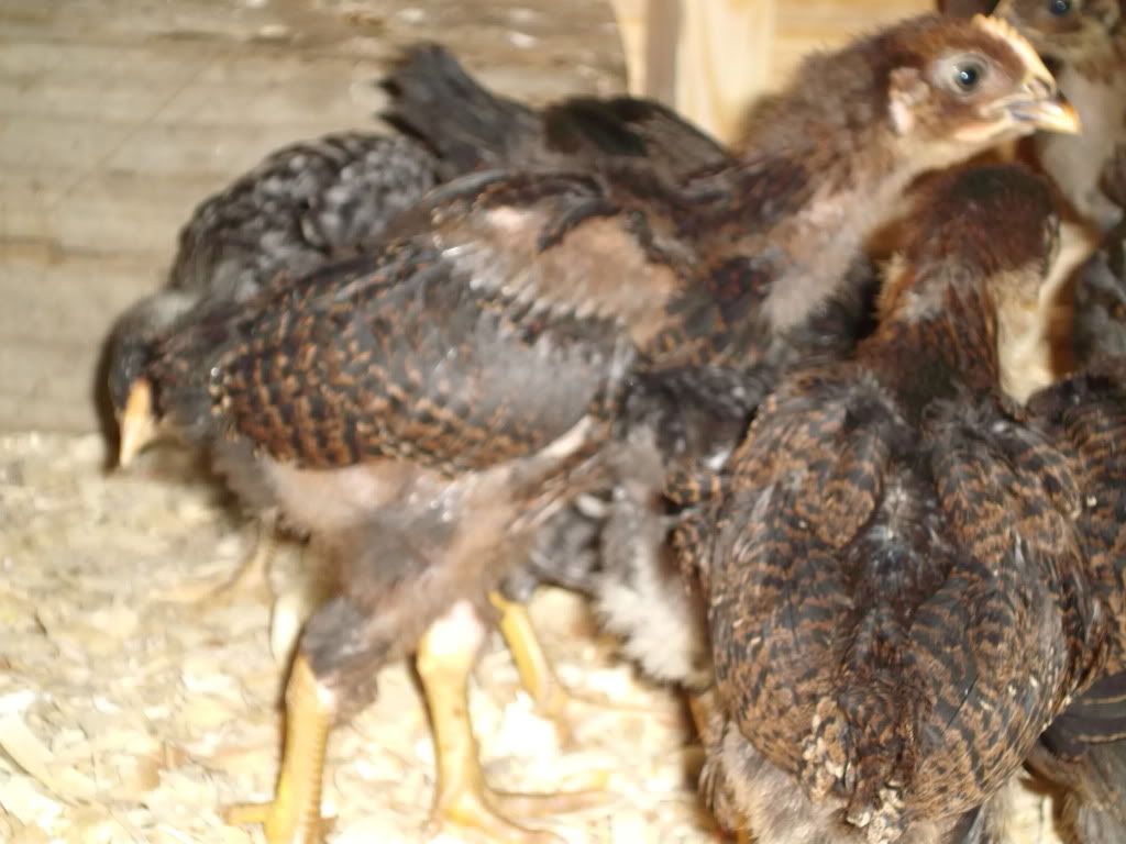 Finally got decent photos of Meathead, a 5week old Partridge Rock
