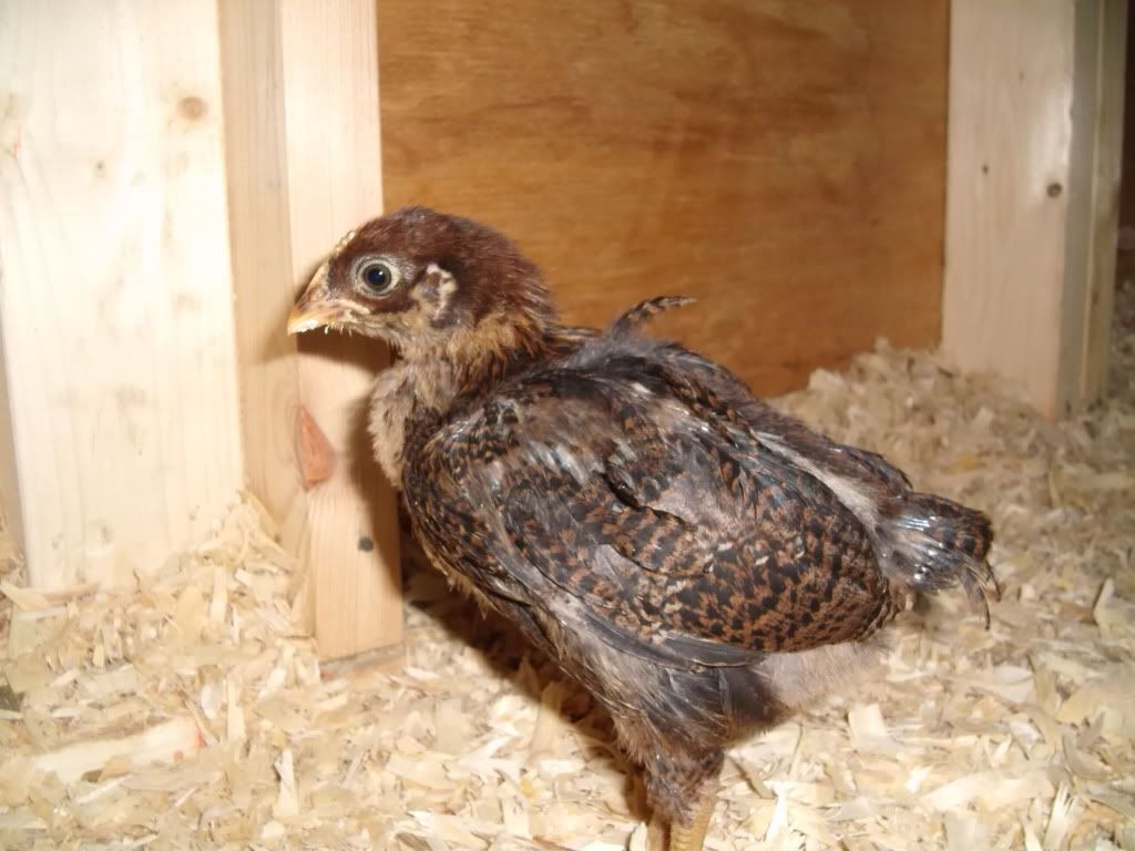 Finally got decent photos of Meathead, a 5week old Partridge Rock