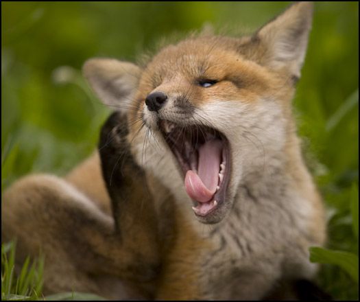 fox-kit-yawning-247291.jpg