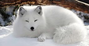 snow-fox-a-horst.jpg