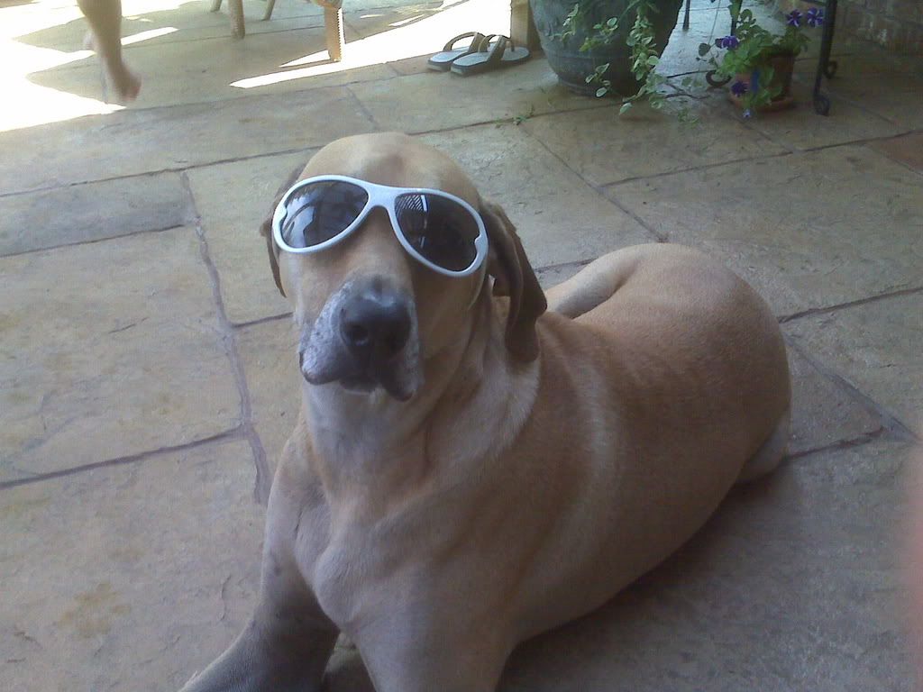 chillinhound.jpg