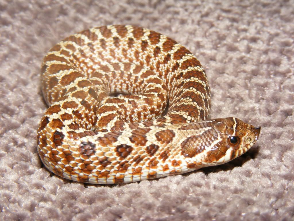 Nw England 2010 Western Hognose Snakes For Sale - Reptile Forums