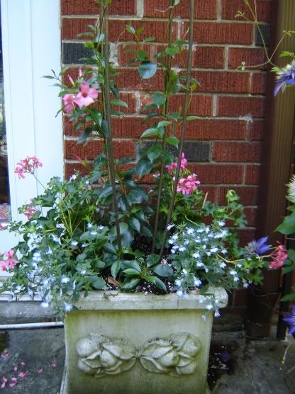 Norbridge Antiques,mandevilla,container gardening