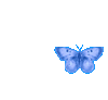 butterfly gif photo: butterfly gif.gif