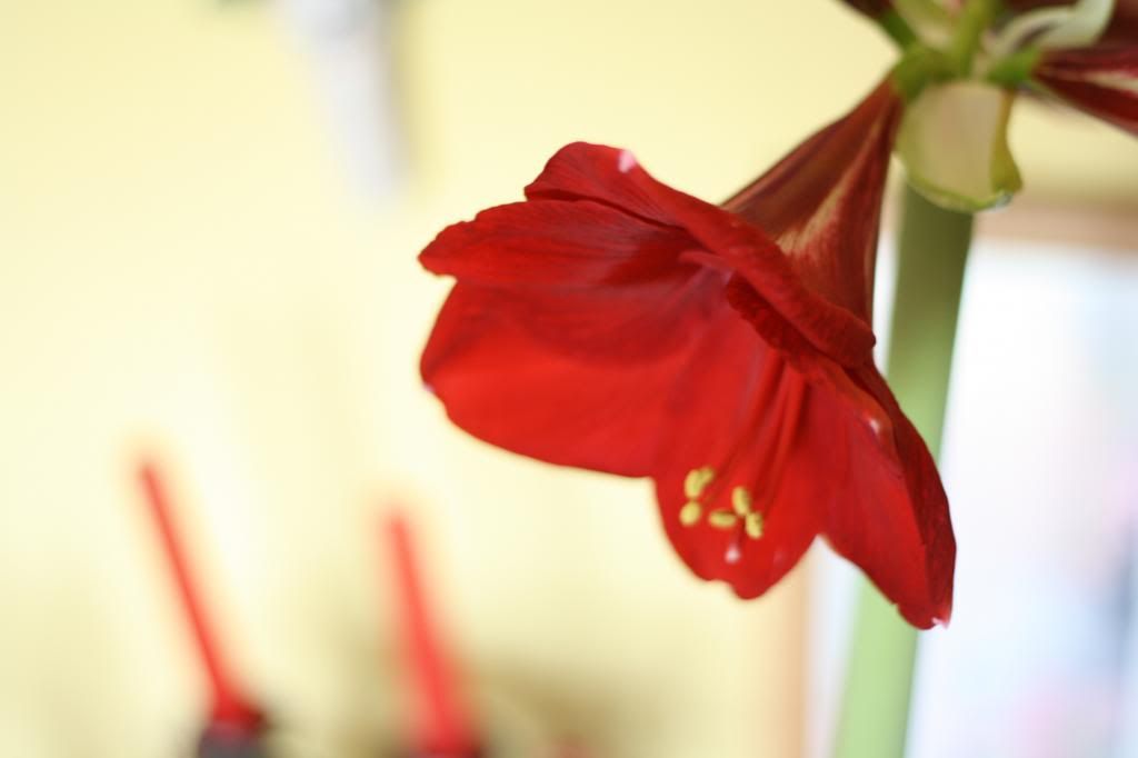 amaryllis 1 photo miscellaneoushabiscouspainting005_zpse9a2e1ff.jpg