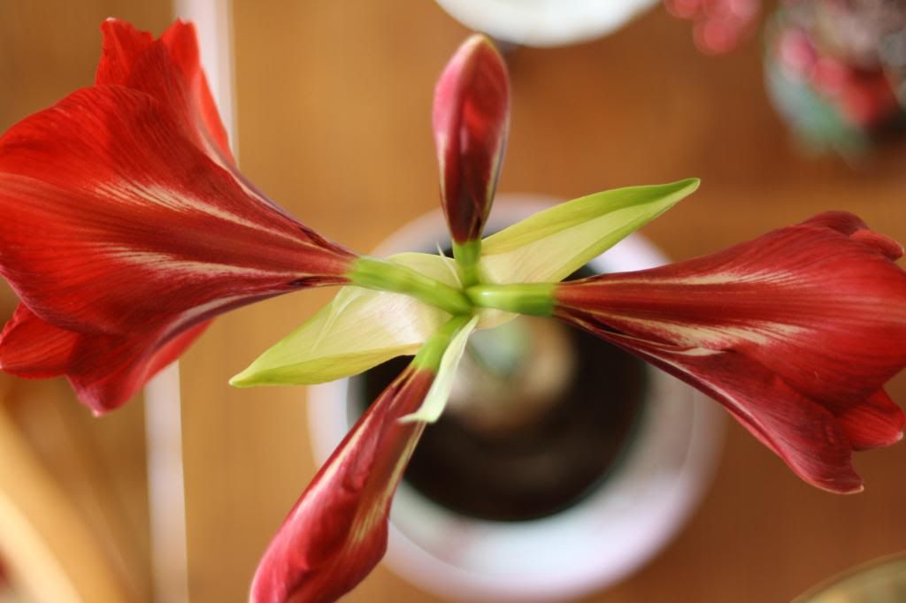 amaryllis 3 photo miscellaneoushabiscouspainting007_zps05a4b710.jpg