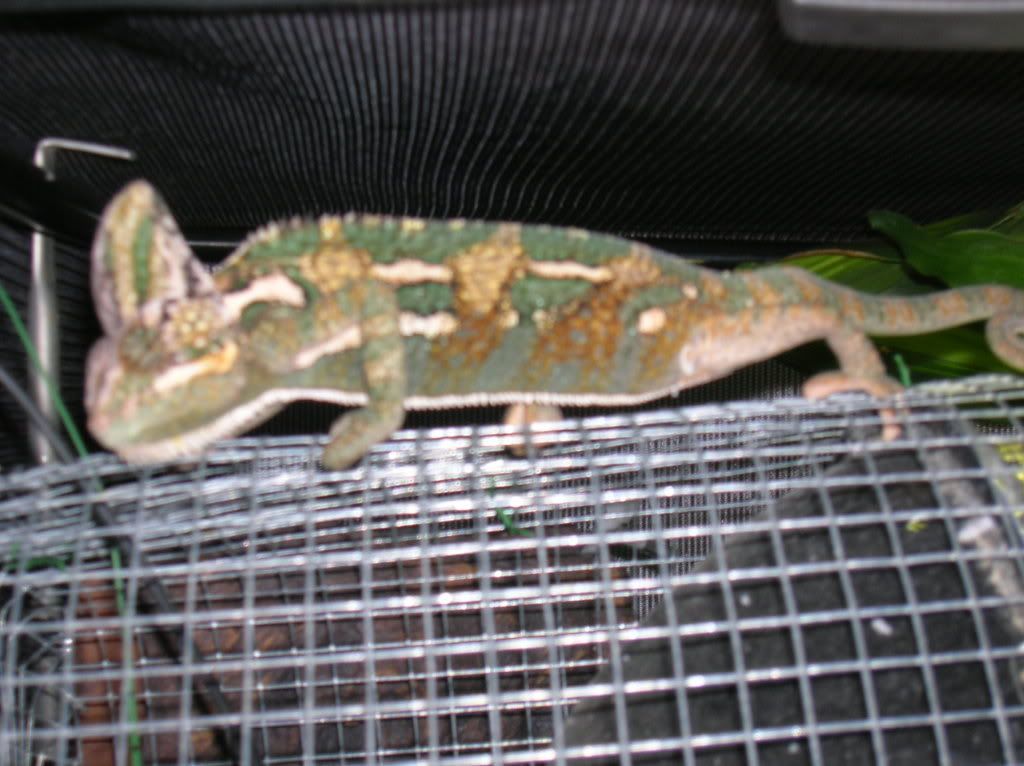 female yemen chameleon. Male and female yemen