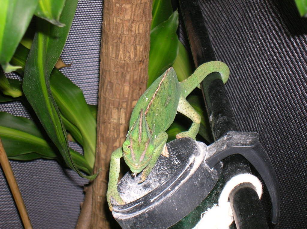 female yemen chameleon. Male and female yemen