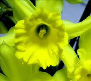 DaffodillCloseup.jpg picture by Gillwho