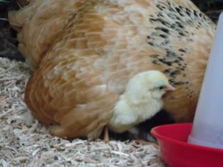 chickenbabies001.jpg