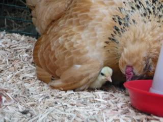 chickenbabies002.jpg