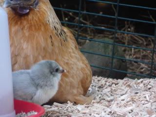 chickenbabies004.jpg