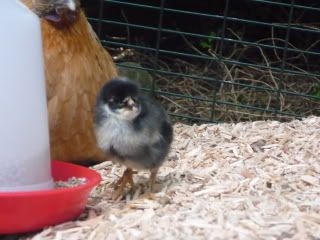 chickenbabies005.jpg