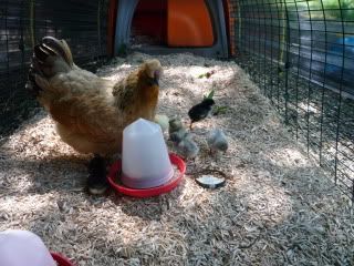 chickenbabies011.jpg