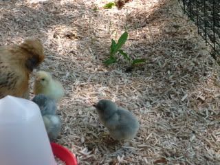 chickenbabies012.jpg