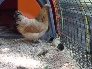 chickenbabies020.jpg