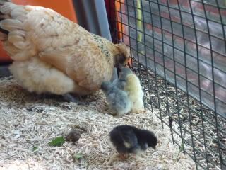 chickenbabies025.jpg