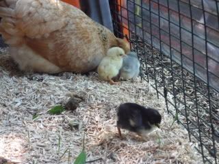 chickenbabies026.jpg